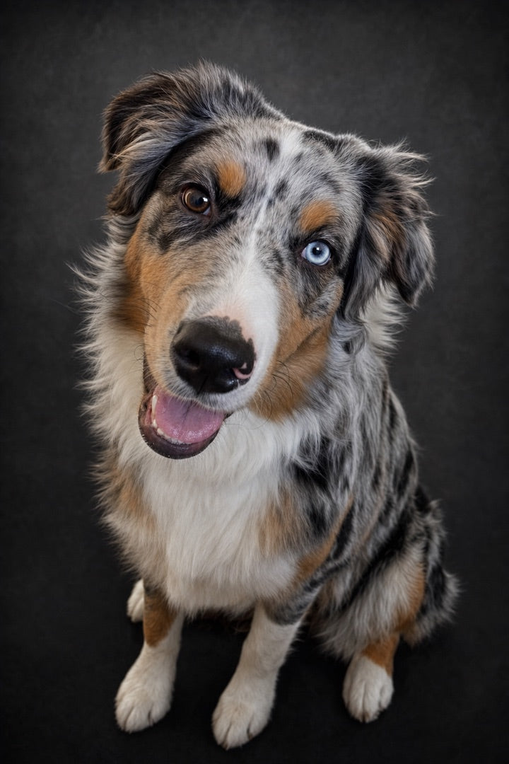 Portrait de chien dans le style Studio